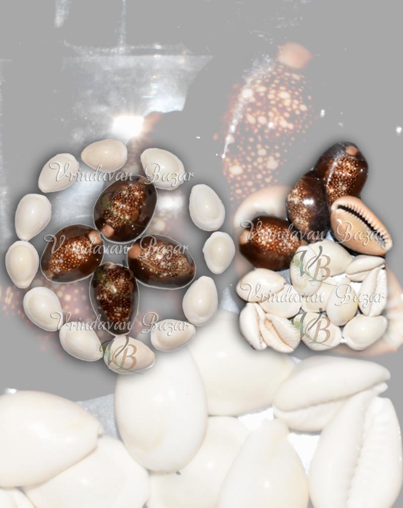 Big Black & White Lakshmi Cowrie/ Kowdi Sea Shells 12 White + 4