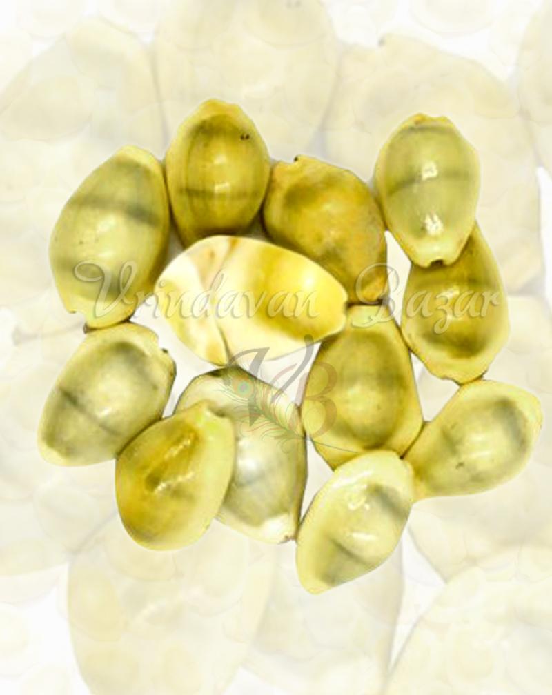 Yellow Lakshmi Cowrie/ Kowdi Sea Shells- 7 Pieces