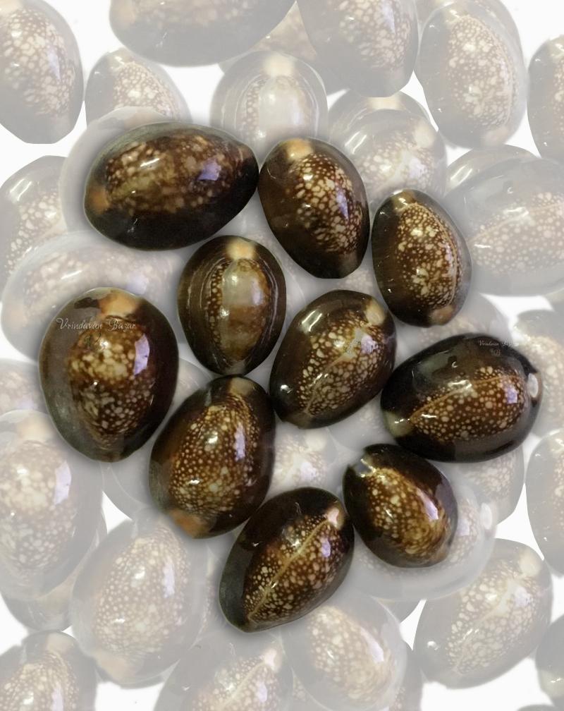 Yellow Lakshmi Cowrie/ Kowdi Sea Shells- 7 Pieces