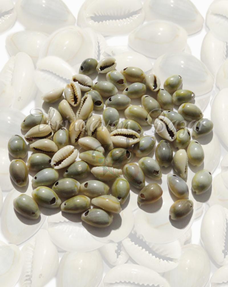 Yellow Lakshmi Cowrie/ Kowdi Sea Shells- 7 Pieces