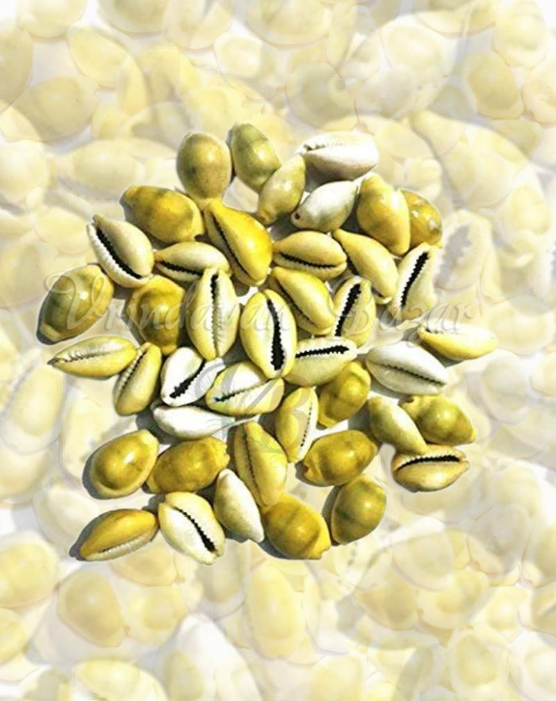Yellow Lakshmi Cowrie/ Kowdi Sea Shells- 7 Pieces