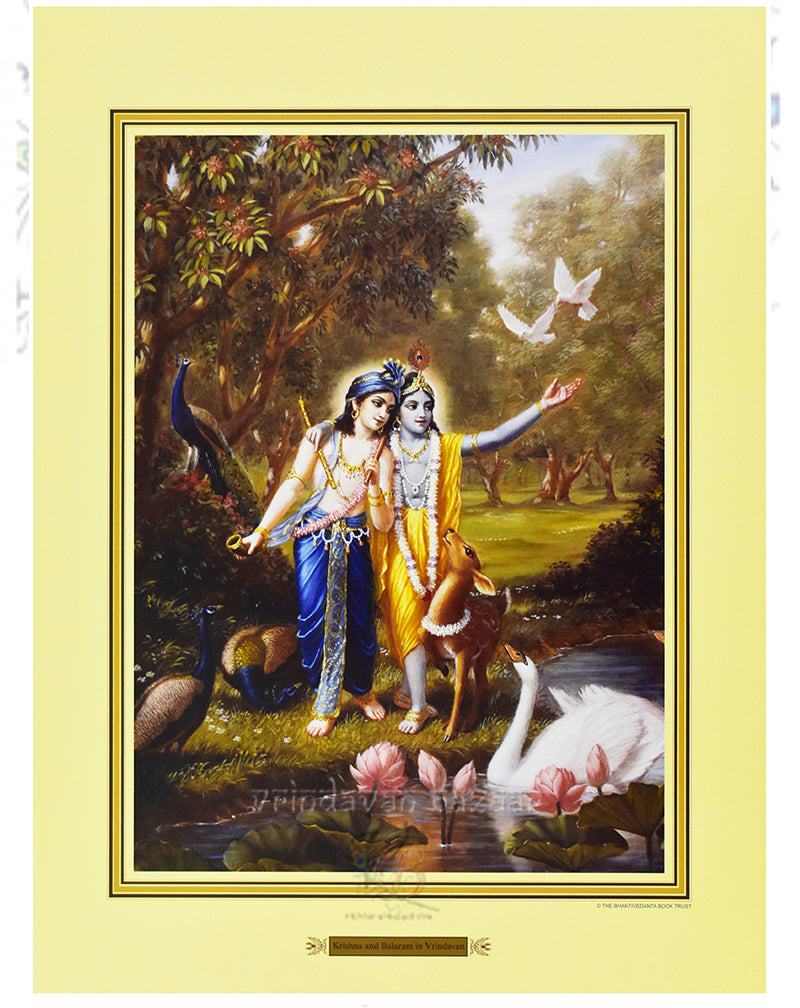 Krishna & Balarama in Vrindavan_M_14" X 19"