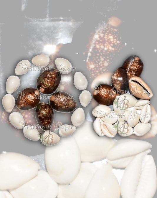 Big Black & White Lakshmi Cowrie/ Kowdi Sea Shells 12 White + 4