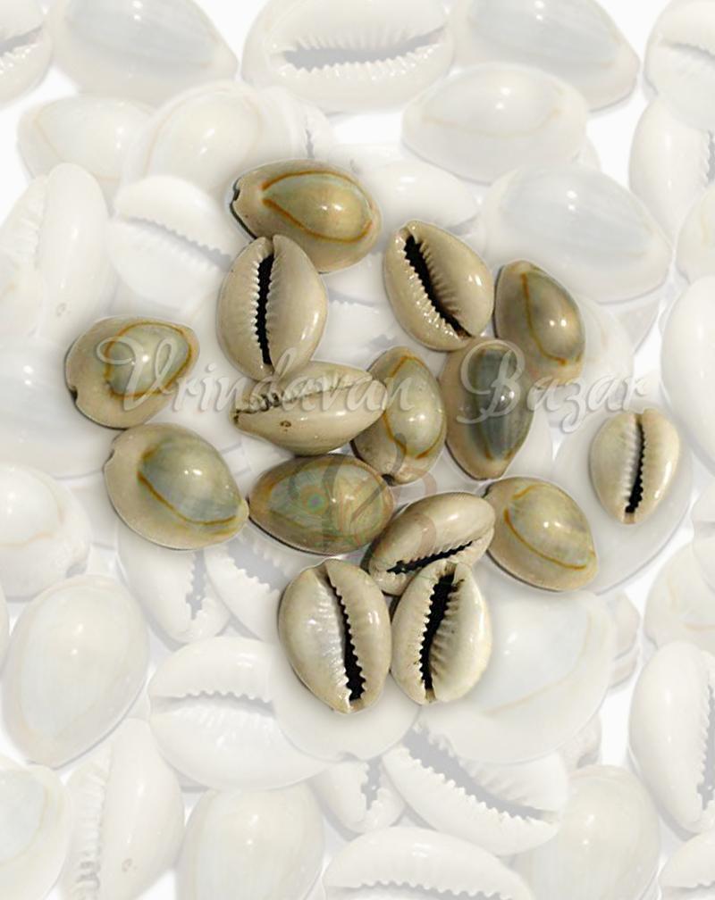 Yellow Lakshmi Cowrie/ Kowdi Sea Shells- 7 Pieces