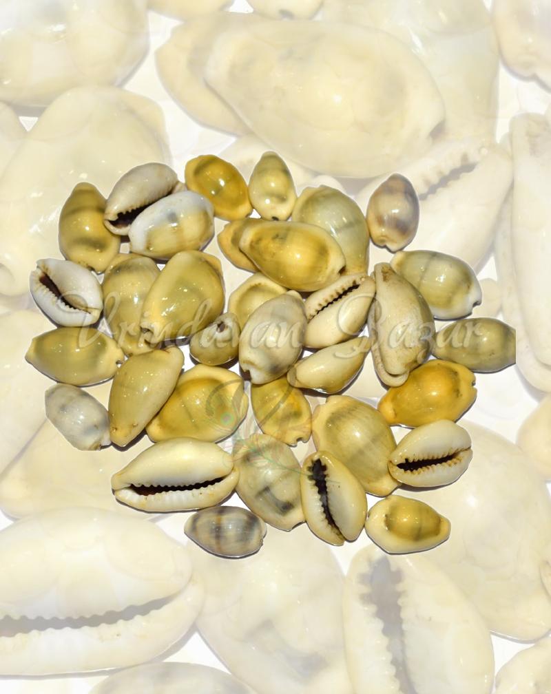 Yellow Lakshmi Cowrie/ Kowdi Sea Shells- 7 Pieces